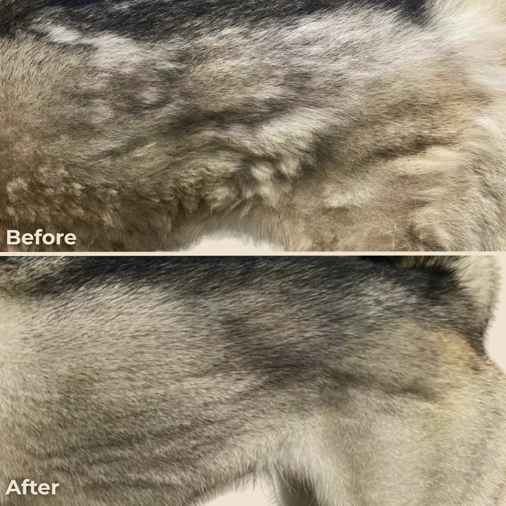 Pet Spa Brush - Waterless Bath Solution