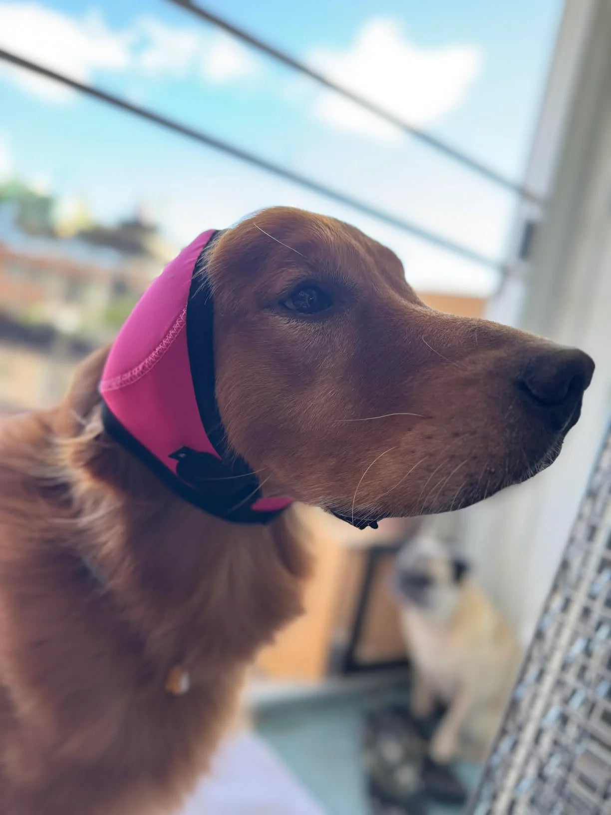 Premium Noise-Calming Ear Wrap for Dogs