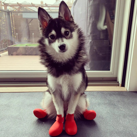 Waterproof Shoes for Dogs
