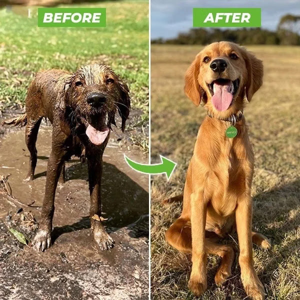 PawSplash Pro
