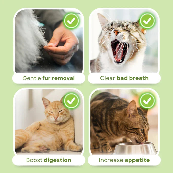 Cat Feline Dental Prophylaxis Support