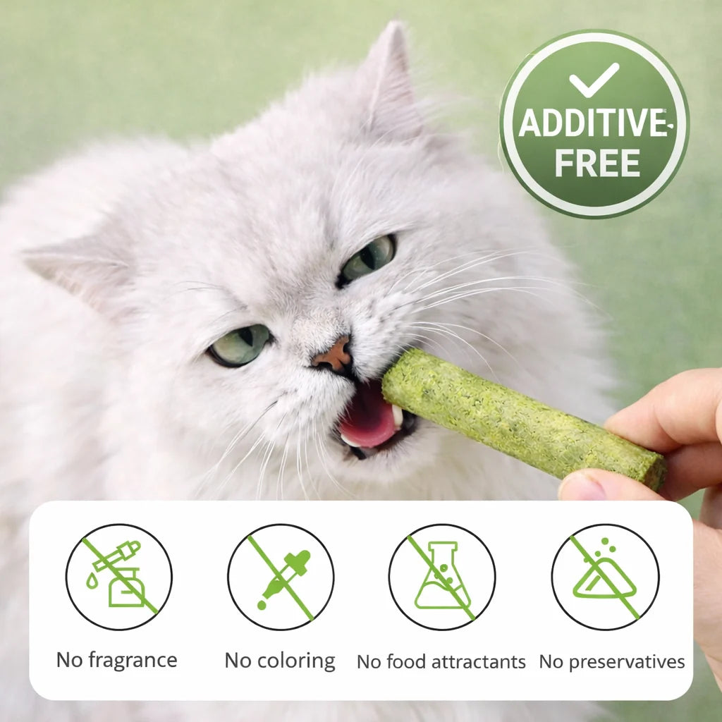 Cat Feline Dental Prophylaxis Support