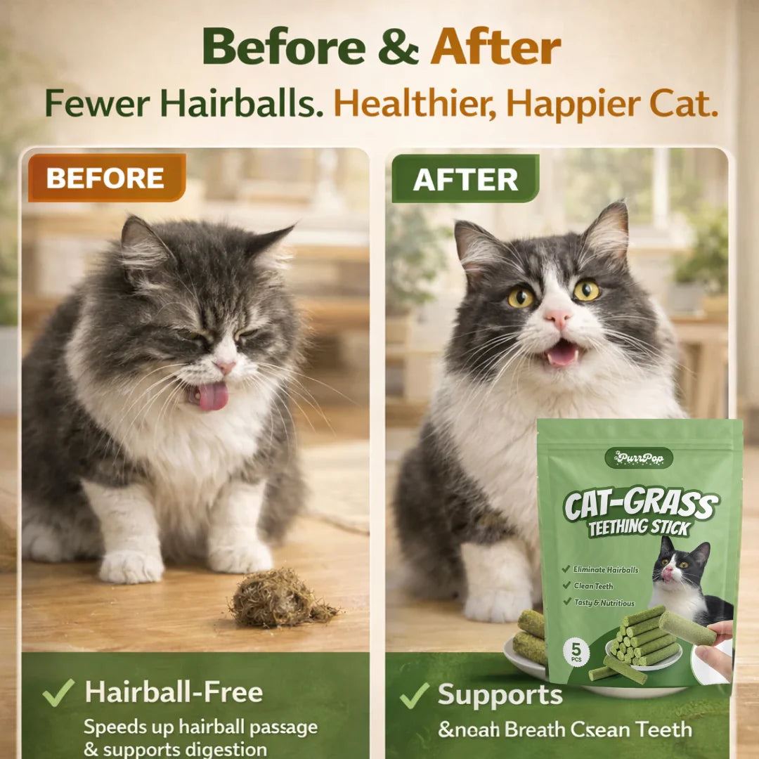 Cat Feline Dental Prophylaxis Support
