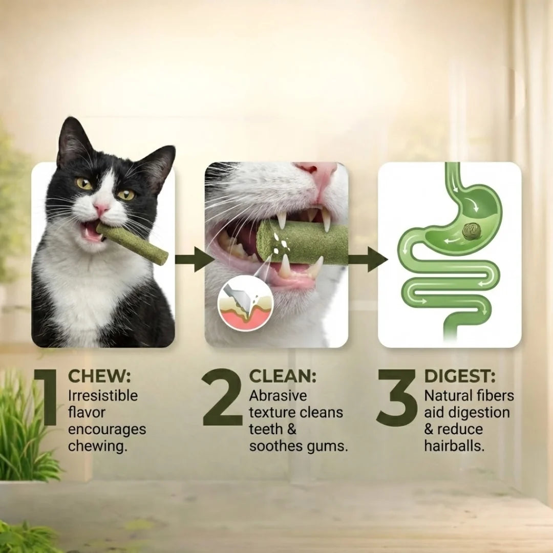 Cat Feline Dental Prophylaxis Support